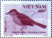 Sharpbill (Oxyruncus cristatus)