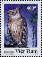 Brown Fish-Owl (Ketupa zeylonensis)