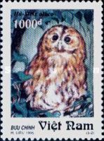 Tawny Owl (Strix aluco)