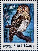 Spotted Wood Owl (Strix seloputo)