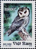 Northern White-faced Owl (Ptilopsis leucotis)