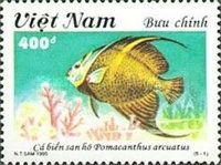 Gray Angelfish (Pomacanthus arcuatus)