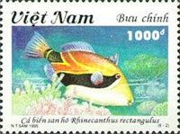 Wedgetail Triggerfish (Rhinecanthus rectangulus)