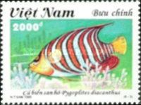 Royal Angelfish (Pygoplites diacanthus)