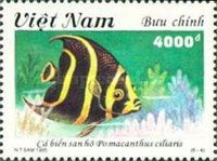 Queen Angelfish (Pomacanthus ciliaris)