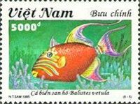 Queen Triggerfish (Balistes vetula)