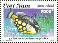 Clown Triggerfish (Balistes conspicillum)