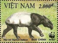 Asian Tapir (Tapirus indicus)
