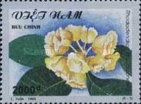 Rhododendron sinefaleonen