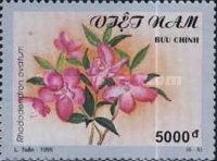 Rhododendron ovatum