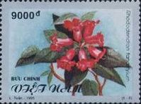 Rhododendron tanakyam