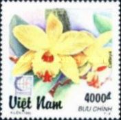 Cattleya Yellow Queen