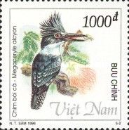 Belted Kingfisher (Megaceryle alcyon)
