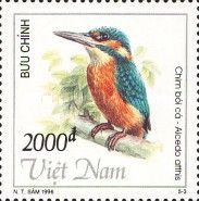 Common Kingfisher (Alcedo atthis)