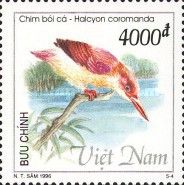 Ruddy Kingfisher (Halcyon coromanda)