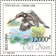 Pied Kingfisher (Ceryle rudis)