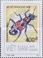 Japanese Tiger Beetle (Cicindela japonica)