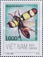 CMR Bean Beetle (Mylabris oculata)