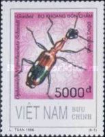 Indochinese Four-spotted Flea (Ophioniea nigrofasciata)