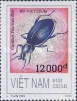 Ground Beetle (Carabus tauricus)