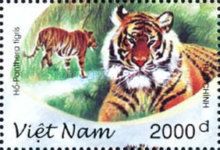 Tiger (Panthera tigris)