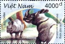 Javan Rhinoceros (Rhinoceros sondaicus)