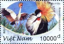 Grey Crowned Crane (Balearica regulorum)