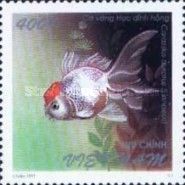 Red-capped Goldfish (Carassius auratus)