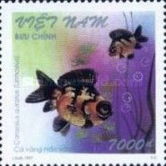 Black-veined Goldfish (Carassius auratus)