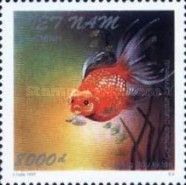 Kylan-headed Goldfish (Carassius auratus)