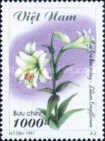 White Madonna Lily (Lilium longiflorum)