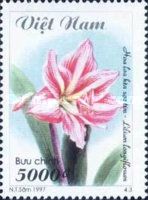 Purple Madonna Lily (Lilium longiflorum)