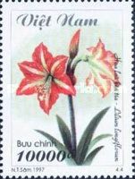 Violet-stripped Madonna Lily (Lilium longiflorum)