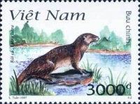 Eurasian Otter (Lutra lutra)