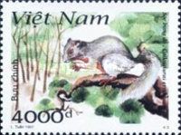 Pallas's Squirrel (Callosciurus erythraeus)