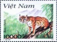 Leopard Cat (Prionailurus bengalensis)