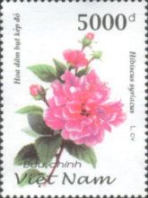 Hibiscus syriacus