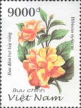 Hibiscus syriacus