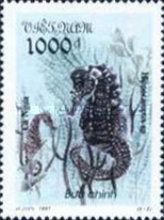 Seahorse (Hippocampus sp.)
