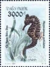 Long-snouted Seahorse (Hippocampus guttulatus)