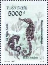 Great Seahorse (Hippocampus kelloggi)