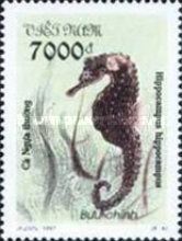 Short-snouted Seahorse (Hippocampus hippocampus)