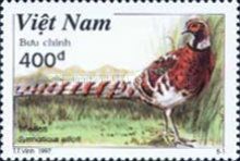 Elliot's Pheasant (Syrmaticus ellioti)