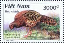 Siamese Fireback (Lophura diardi)