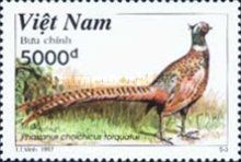 Common Pheasant (Phasianus colchicus)