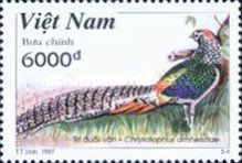 Lady Amherst's Pheasant (Chrysolophus amherstiae)