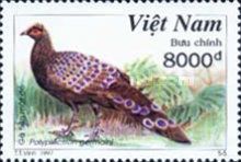 Germain's Peacock-pheasant (Polyplectron germaini)