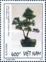Pinus merkusii