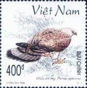 European Honey-buzzard (Pernis apivorus)