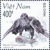 Northern Goshawk (Accipiter gentilis)